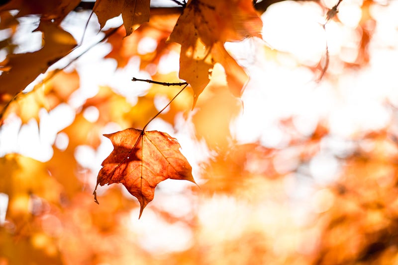 Autumn breeze and light