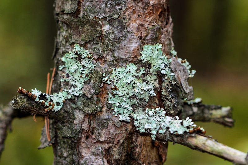 Lichen as a potential space traveler