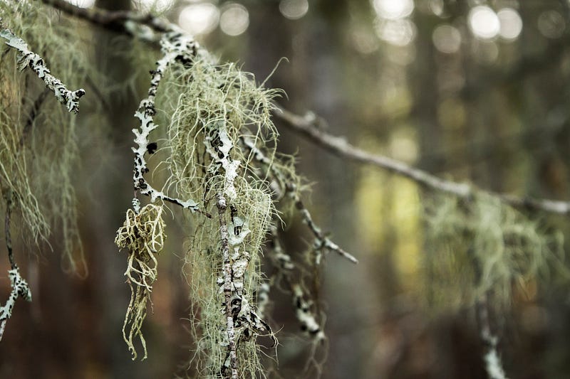 Lichens demonstrating resilience