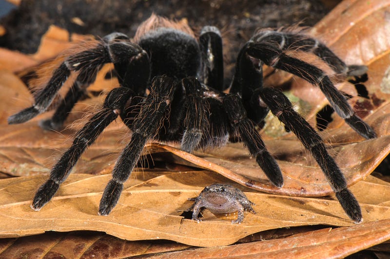 Tarantulas and frogs cohabitating in the Amazon rainforest