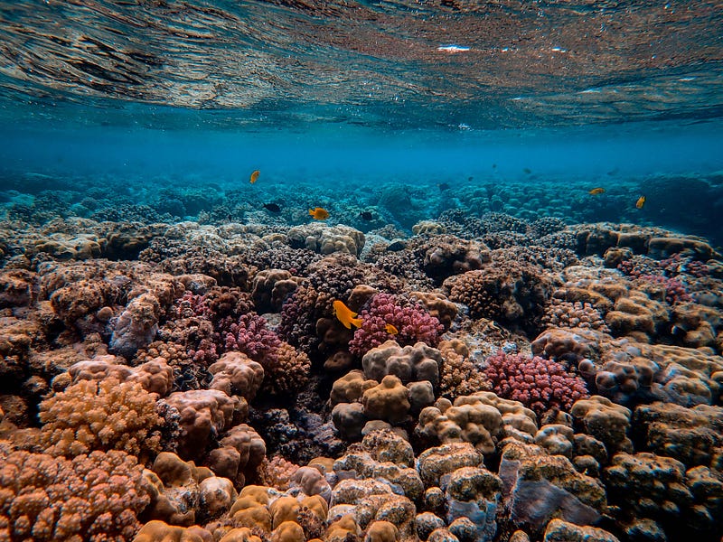 Coral fluorescence illuminated by ultraviolet light