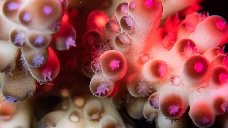 The intricate structure of a coral reef