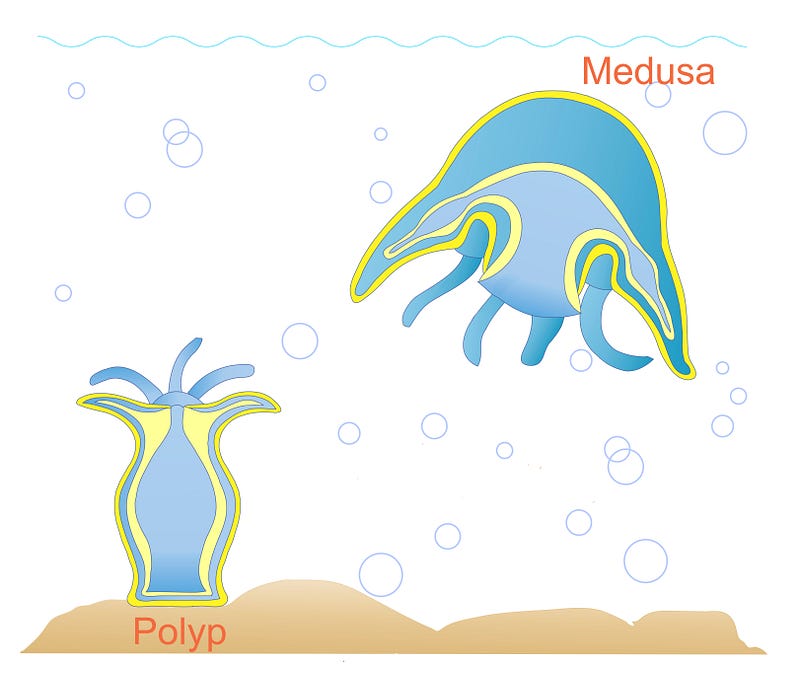 Lifecycle stages of the immortal jellyfish.