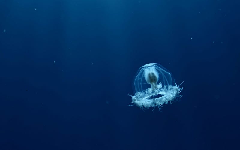 Ocean quahog, a remarkably long-lived mollusk.