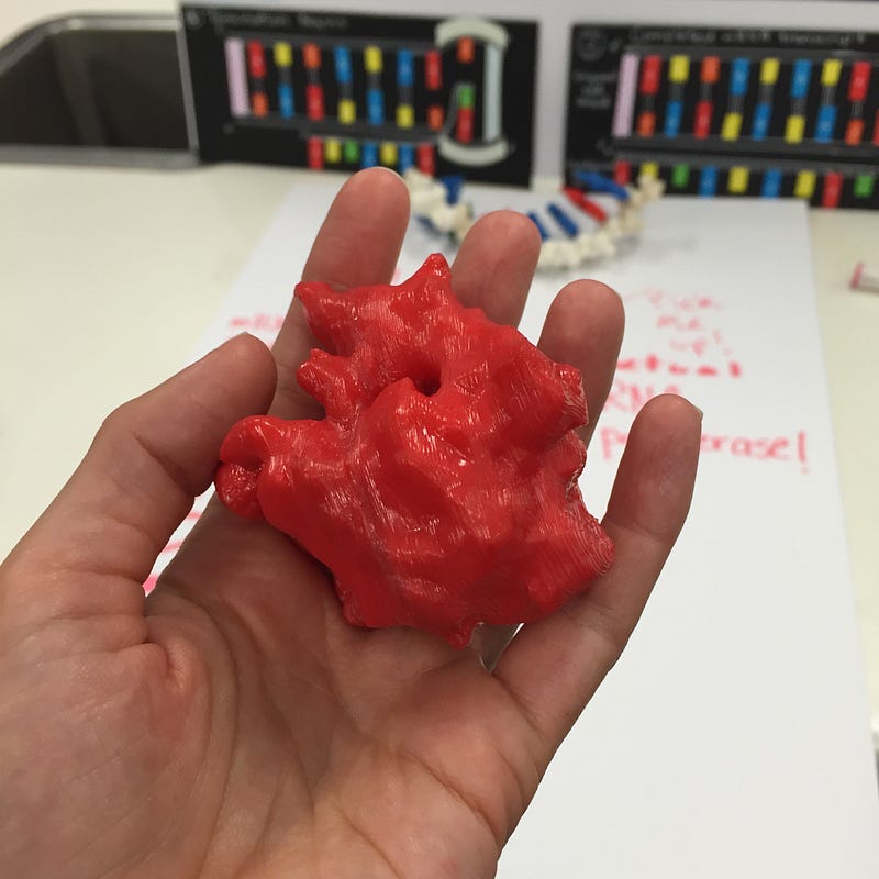 3D printed model of RNA polymerase