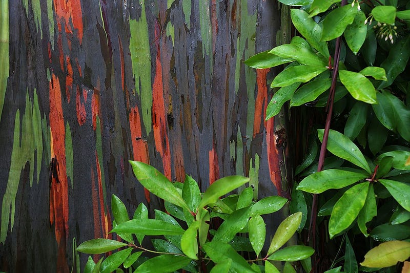 Captivating view of Rainbow Eucalyptus bark