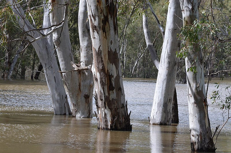 Unique striped bark of a eucalyptus tree