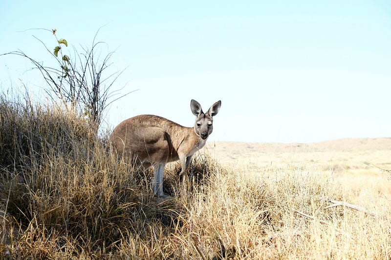 Kangaroo spotted during the virtual adventure