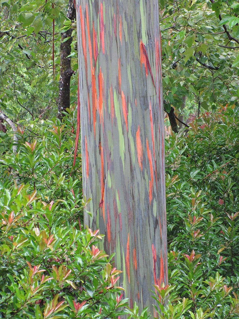 Striking colors of the Rainbow Eucalyptus bark