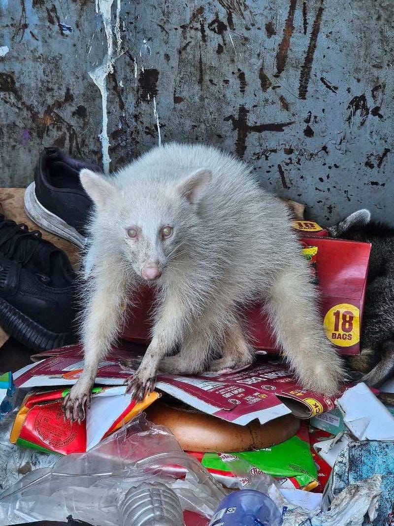 Rare albino raccoon spotted in Texas dumpster