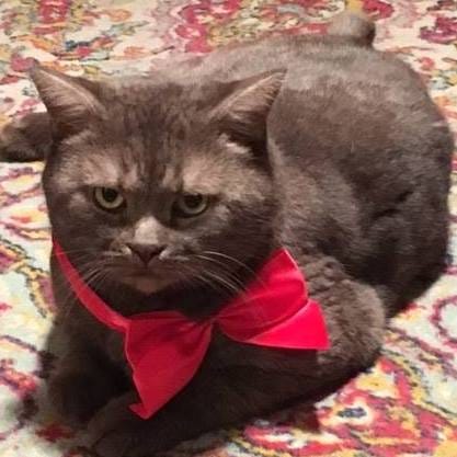 A British Shorthair cat named Chocolat, embodying confidence