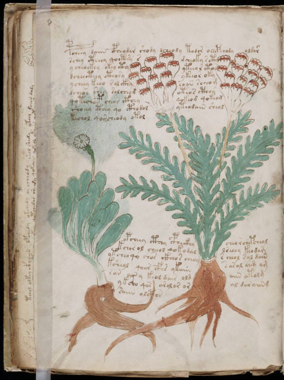 Botanical illustrations from the Voynich Manuscript