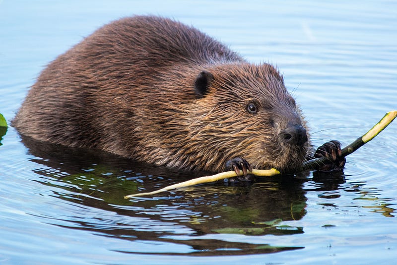 Beaver dam in a lush ecosystem