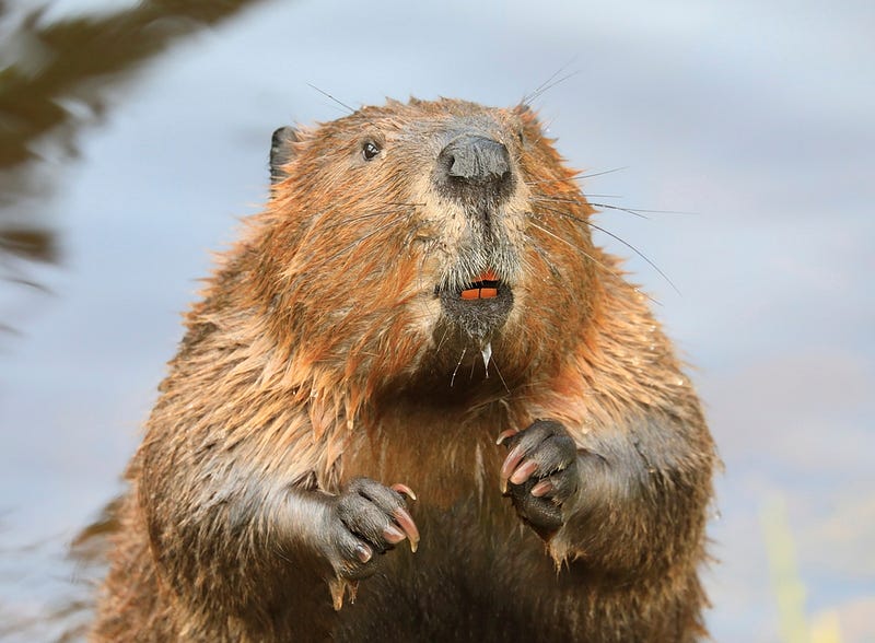 Beaver showing its distinctive orange teeth