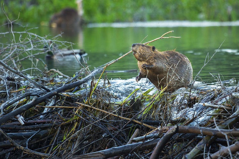 Beaver dam retaining water