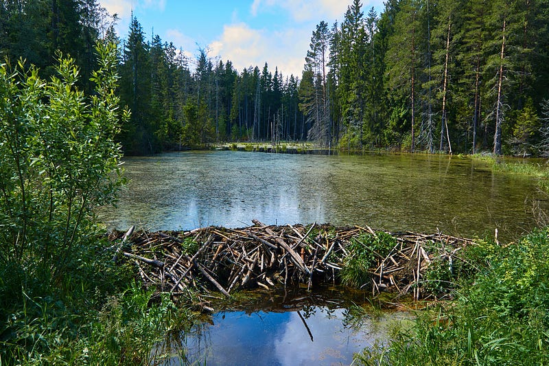 Water quality changes due to beaver activity