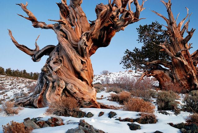 Ancient Bristlecone Pine, a marvel of longevity