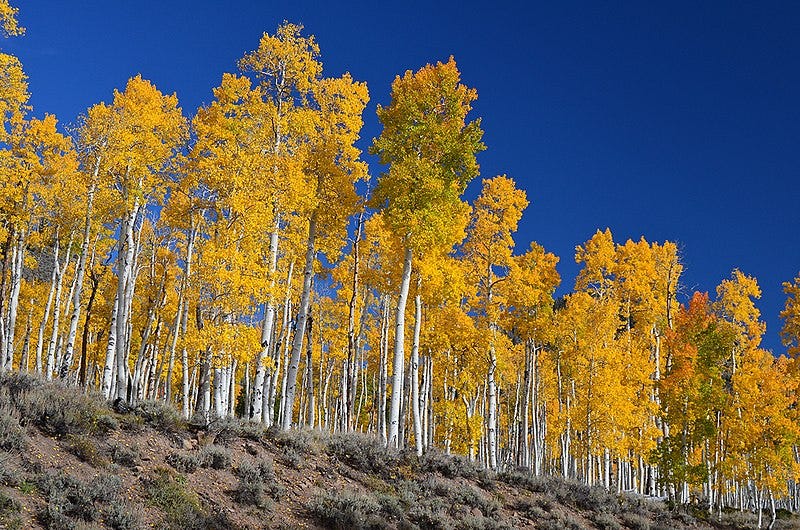 Pando, the ancient colony of aspen trees