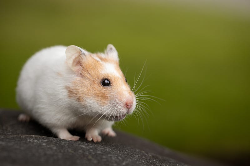 Hamster in a laboratory setting