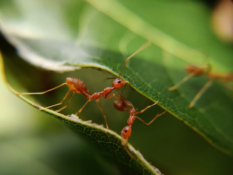 Ants creating pathways through pheromone communication.