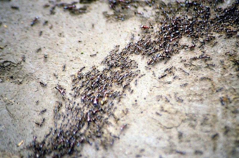 Ants following pheromone trails to coordinate their movements.