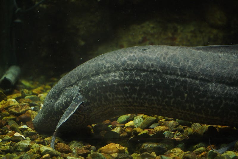 Ancient fish swimming gracefully in aquarium