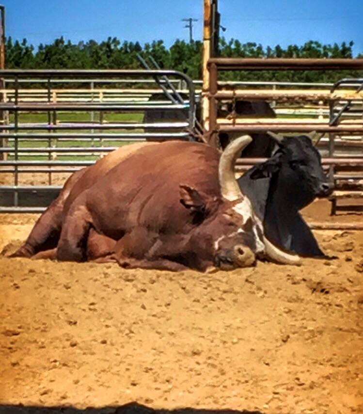 Bushwacker in Retirement