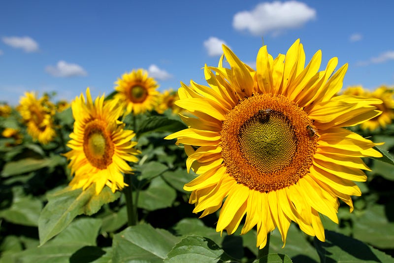 Gardening: A family tradition passed through generations.