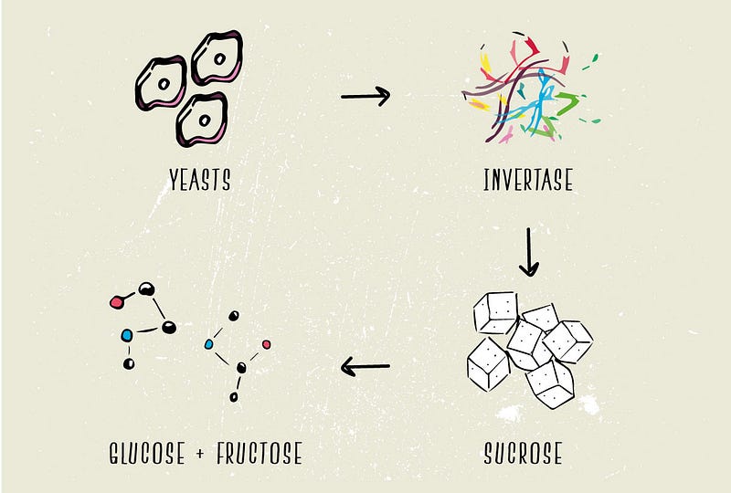 Invertase process in fermentation