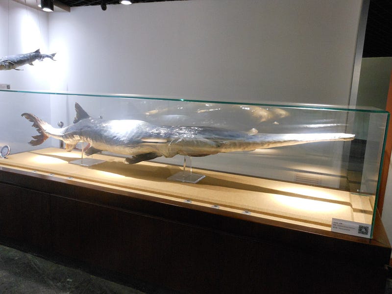 Chinese Paddlefish