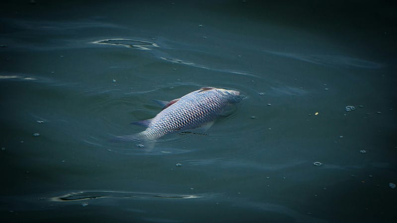 Yangtze River's ecological state