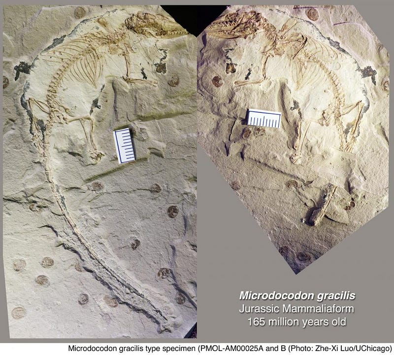 Fossil of Microdocodon gracilis