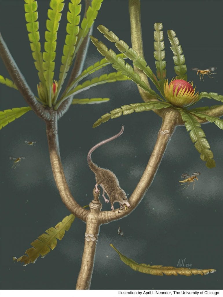 Reconstruction of Microdocodon gracilis