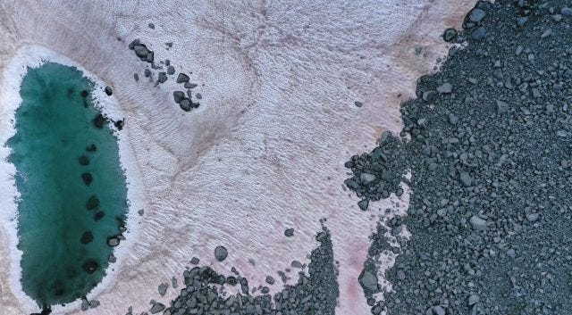 Pink algae on glaciers