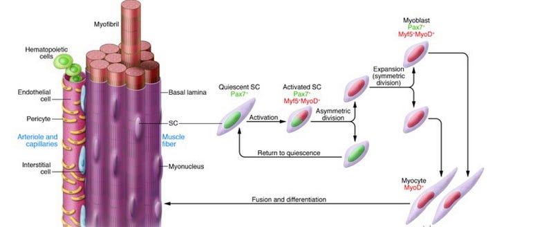 Muscle Function and Growth